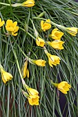 IPHEION DIALYSTEMON