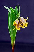 FRITILLARIA PINARDII