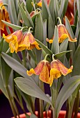 FRITILLARIA LENTUNE FOX