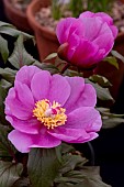 PAEONIA MASCULA SSP. RUSSOI