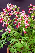 CORYDALIS LENTUNE LIPSTICK