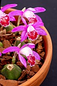 PLEIONE RIAH SHAN