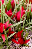 TULIPA KURDICA