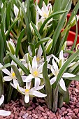 ORNITHOGALUM FIMBRIATUM