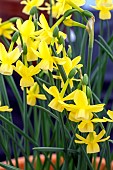 NARCISSUS TRIANDRUS IASBELLA