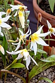 ERYTHRONIUM CITRINUM