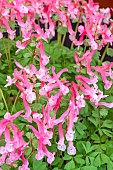 CORYDALIS BETH EVANS