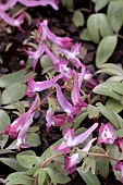 CORYDALIS YANHUSUO