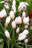 TULIPA CRETICA