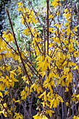 FORSYTHIA GOLDEN NUGGET