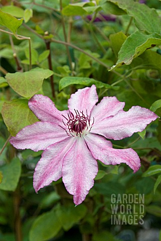 CLEMATIS_JOHN_WARREN