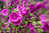 LAVATERA X CLEMENTII BREDON SPRINGS