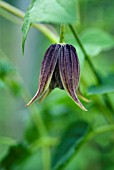 CLEMATIS KOREANA DARK SECRET