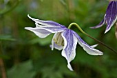 CLEMATIS KOREANA BLUE ECLIPSE