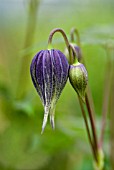 CLEMATIS KOREANA BLUE ECLIPSE