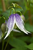 CLEMATIS KOREANA BLUE ECLIPSE