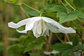 CLEMATIS KOREANA BROUGHTON BRIDE