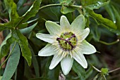 PASSIFLORA CAERULEA WHITE LIGHTENING