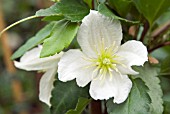 CLEMATIS CIRRHOSA JINGLE BELLS