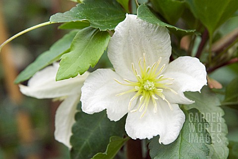 CLEMATIS_CIRRHOSA_JINGLE_BELLS