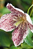 CLEMATIS CIRRHOSA FRECKLES