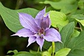 CLEMATIS ALICE FISK