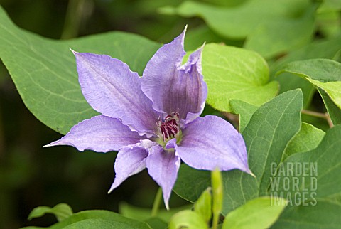 CLEMATIS_ALICE_FISK