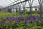 POLYTUNNEL WITH CLEMATIS THE PRESIDENT IN FOREGROUND