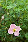 POTENTILLA FRUTICOSA NEW DAWN