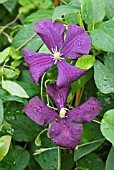 CLEMATIS VITICELLA ETOILE VIOLETTE