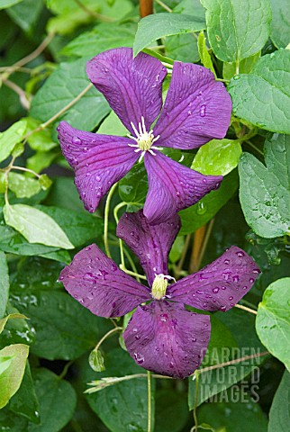 CLEMATIS_VITICELLA_ETOILE_VIOLETTE