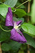 CLEMATIS VITICELLA ETOILE VIOLETTE