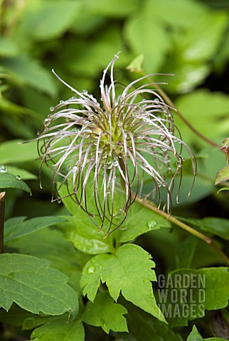 CLEMATIS_ALPINA_FRANCES_RIVIS_SEED_HEAD