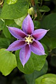 CLEMATIS BARBARA JACKMAN