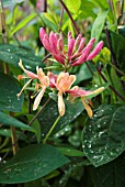 LONICERA GOLD FLAME