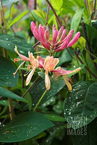 LONICERA_GOLD_FLAME