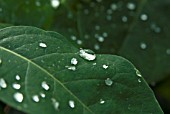 WATER DROPLETS ON LONICERA GOLD FLAME LEAF