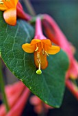 LONICERA DROPMORE SCARLET