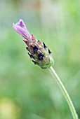 LAVANDULA STOECHAS PAPILLON