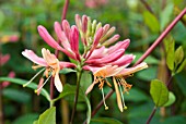 LONICERA GOLD FLAME