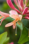 LONICERA GOLD FLAME