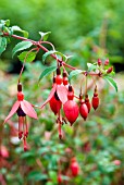 FUCHSIA RICCARTONII