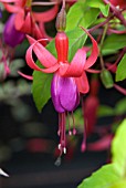 FUCHSIA GENII