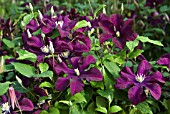 CLEMATIS WARSAW NIKE