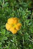 POTENTILLA TANGERINE