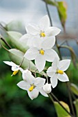 SOLANUM JASMINOIDES AUREOVARIEGATUM, (SYN. SOLANUM LAXUM AUREOVARIEGATUM)