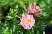 POTENTILLA FRUTICOSA PINK BEAUTY