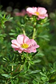 POTENTILLA FRUTICOSA PINK BEAUTY