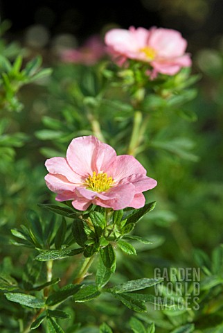 POTENTILLA_FRUTICOSA_PINK_BEAUTY