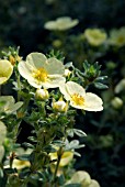 POTENTILLA FRUTICOSA PRIMROSE BEAUTY